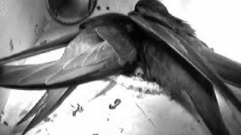 Gierzwaluwen online: kast1 voeren 1e uitgekomen jong 4 6 11