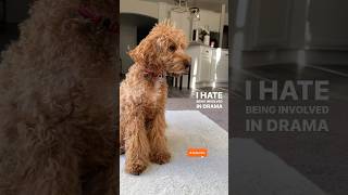 Nosey Mini Poodle looking for DRAMA! #dogs #dogsofyoutube #trendingshorts #youtubeshorts #dogshorts