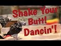 Einstein parrot shakes his butt & dances