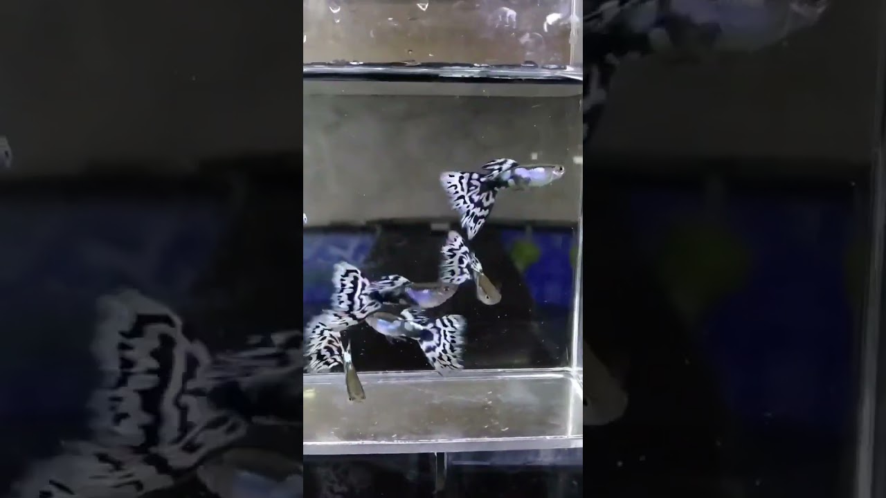 white mosaic guppy fishes 