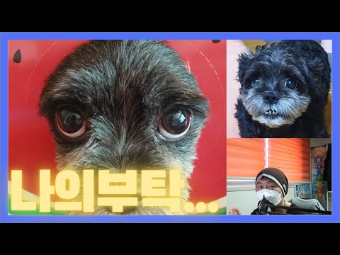 무지개 다리 건너의 강아지가 전하는 안부 무지개 다리건넌 강아지 강아지환생 이야기 펫로스 극복하기 애니멀 커뮤니케이션 강아지환생 무지개 다리 강아지 애니멀커뮤니케이션 동물사후교감 mp3 무지개 다리 건너의 강아지가 전하는 안부 무지개 다리건넌 강아지 강아지환생 이야기 펫로스 극복하기 애니멀 커뮤니케이션 강아지환생 무지개 다리 강아지 애니멀커뮤니케이션 동물사후교감 Mp3