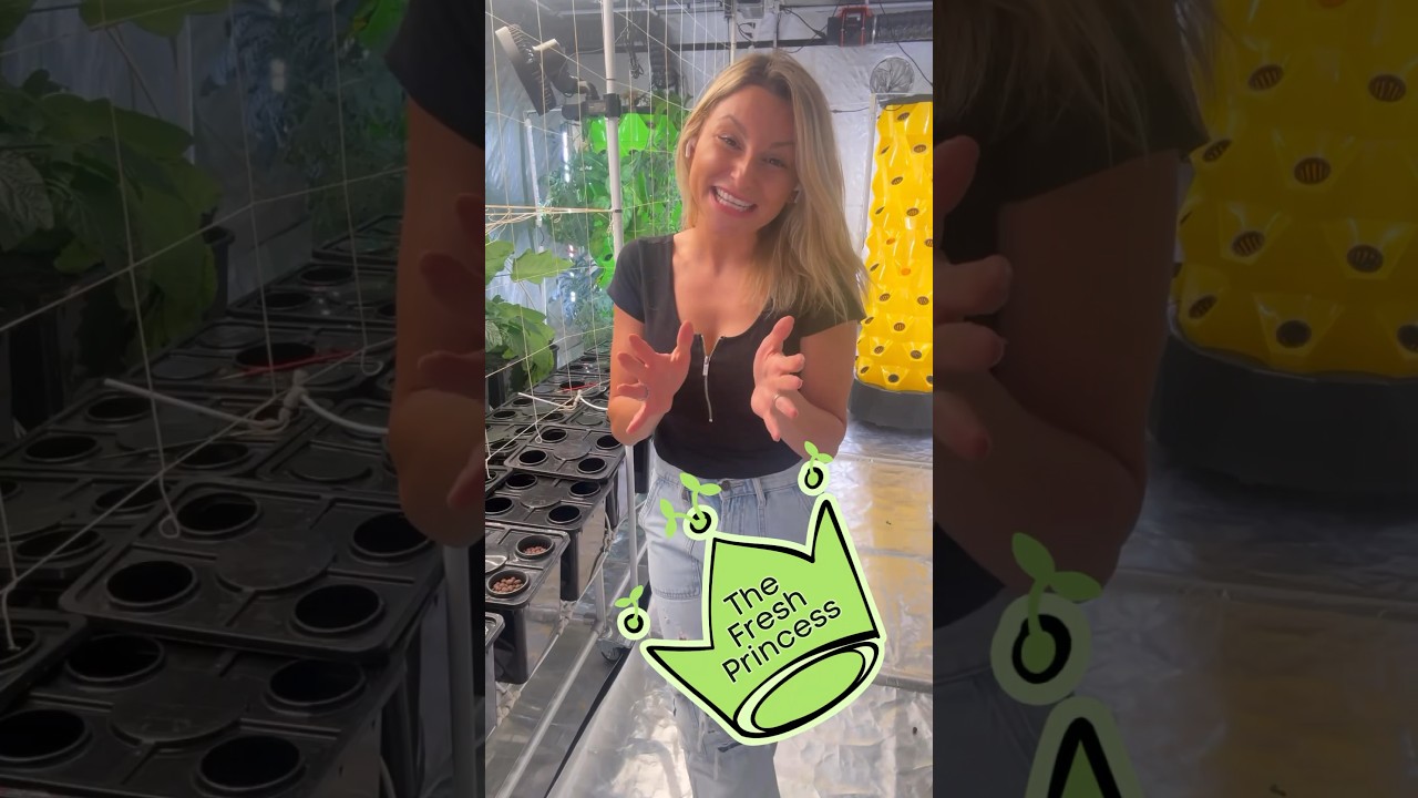 Tomato Update 🍅❤️ 