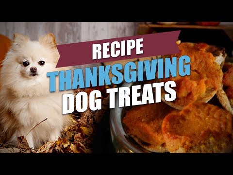 Video: Jednostavno zahvalnosti tretira za vašeg psa