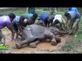 Injured Baby elephant !
