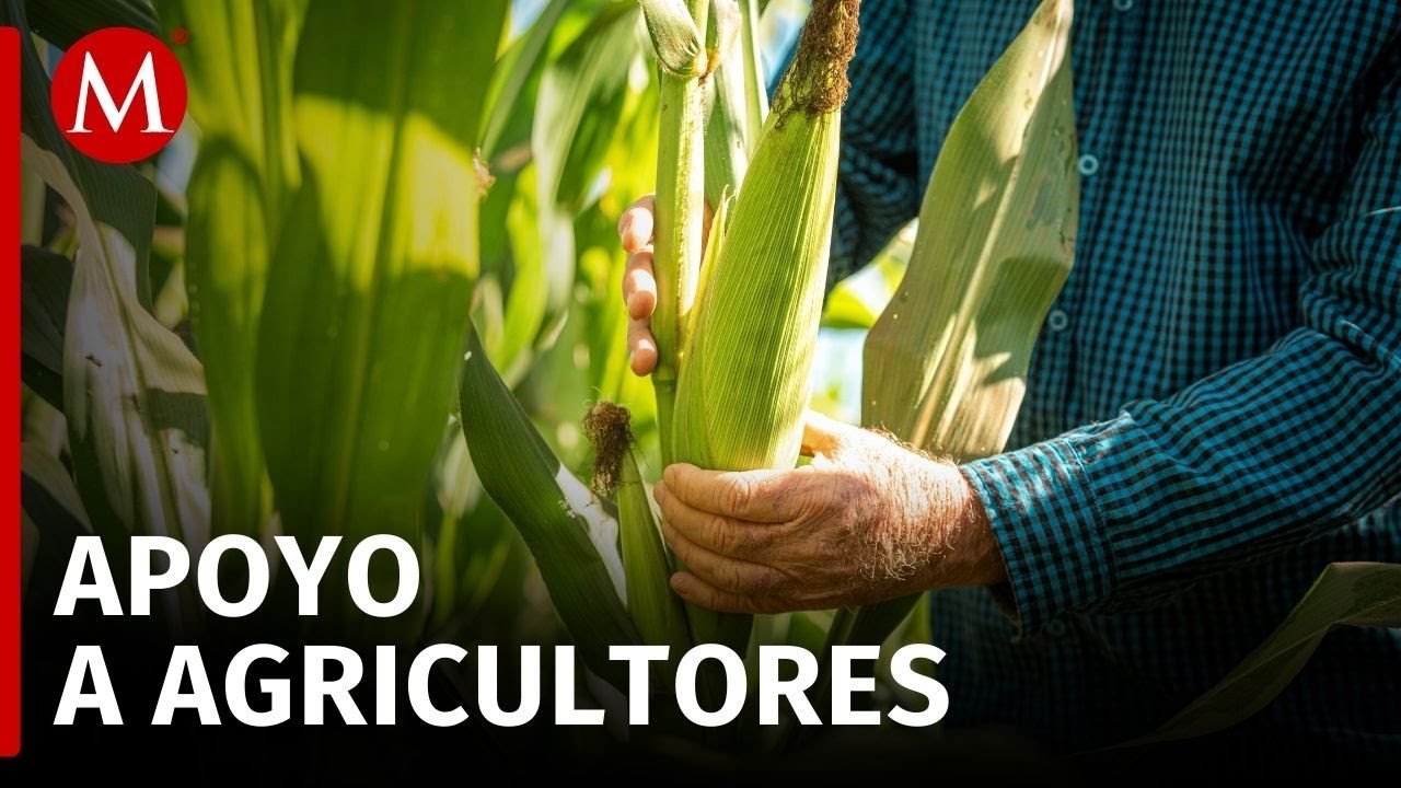 productores-de-ma-z-comenzar-n-a-recibir-apoyo-de-750-pesos-por