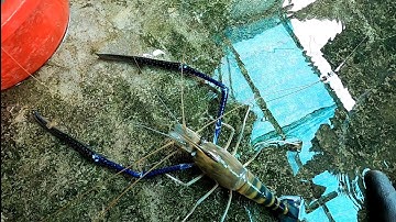 Con Tôm Càng Xanh quá Bự Luôn/Dat Nguyen Miền Tây