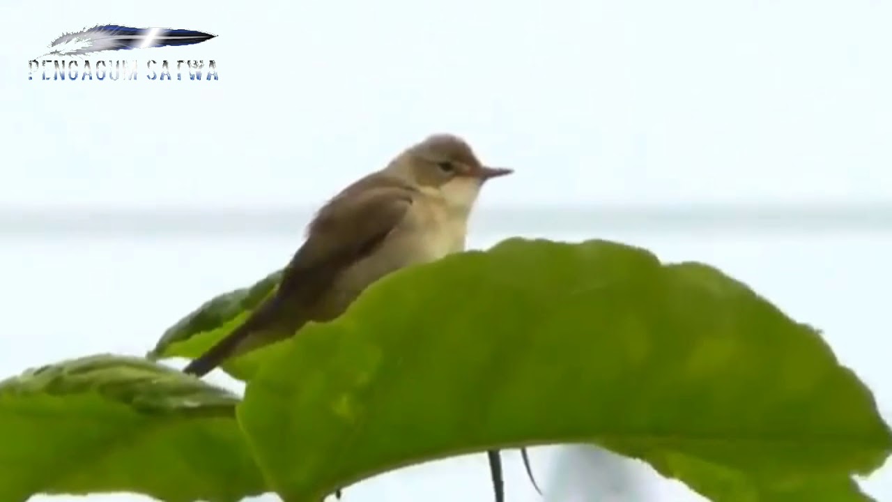 Burung Sikatan Londo Di Alam Liar Yang Gacor Youtube