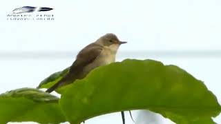 burung sikatan londo di alam liar yang gacor