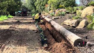 Amaryllis belladonna Naked Lady Bulb Planting