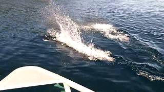 A Wild Experience with Dolphins in Alaska