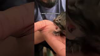 Cute kitten sounds