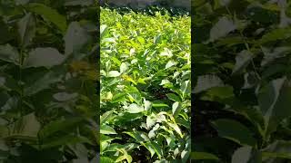 Juglans Regia - Giù