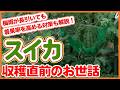 【スイカ栽培】収穫前が大切!失敗しないためのお世話を解説!【シェア畑】【農園ライフ】
