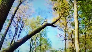 Hard leaning Red Oak!! by wille makeit..