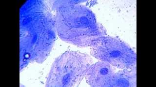 microscopy - human cheek cells