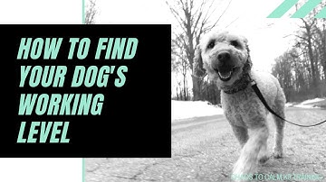 How to find the working level (perception level) on the e-collar