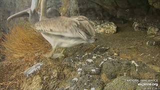 11 04 19 Anacapa Peregrine cam brown pelicans rough play or mating attempts