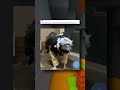 Funny Posts About Birds