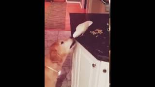Мимишное видео попугай кормит собаку 😍😍😍 Мимишное видео попугай кормит собаку 😍😍😍