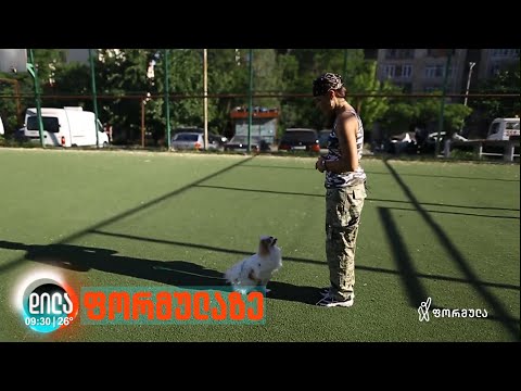 ძაღლის აღზრდა - კინოლოგების რჩევა