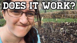 Straw bale Gardening Part 2 | SO MANY MUSHROOMS | Update, Process, Progress, Failures and Successes! by Chaos Coordinator 159 views 1 year ago 10 minutes, 4 seconds