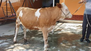 Tozza Simmental Hunojinlar Mozor Tol 998 90 365 65 60