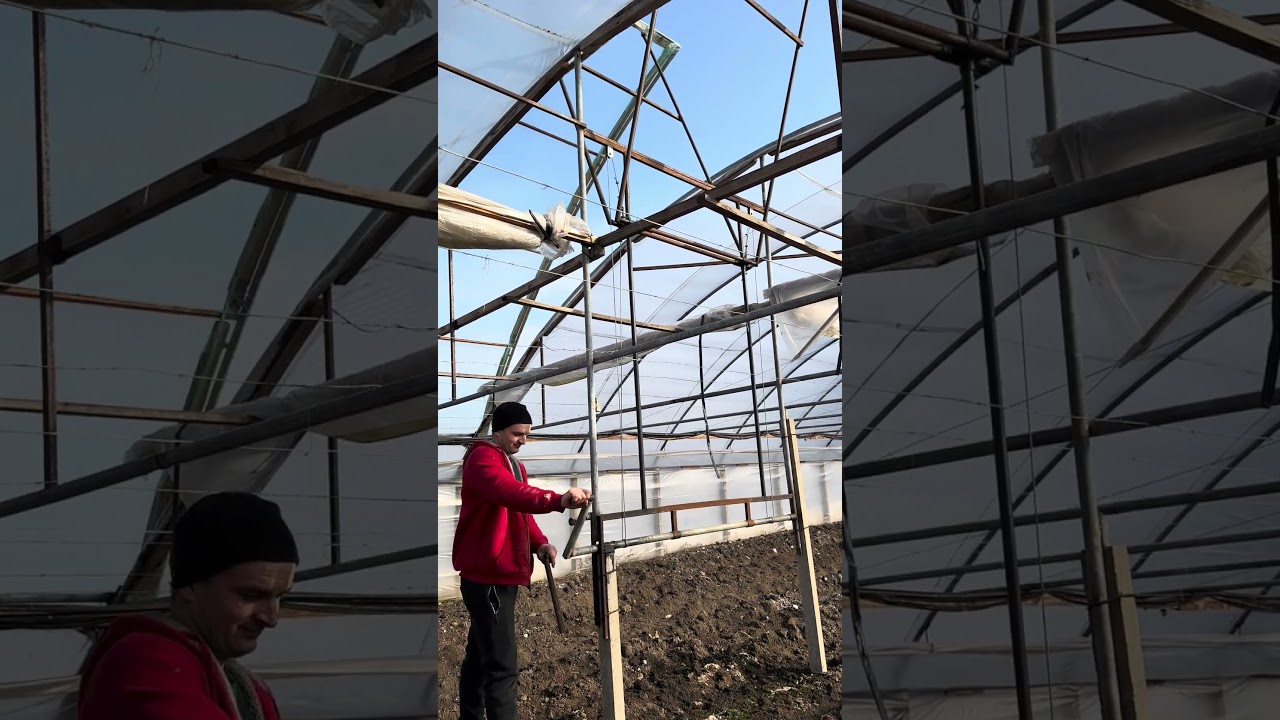Як фермер зробив ідеальну вентиляцію теплиці  
