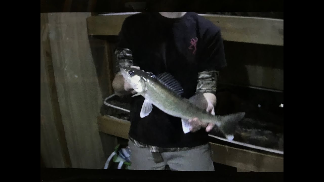 Ice FIshing Walleye on Red Lake MN YouTube
