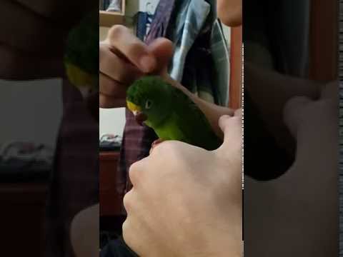 Brotogeris Sanctithomae.. (Periquito cabeza amarrila)