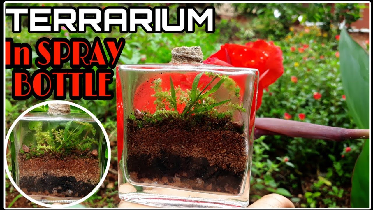 TERRARIUM MAKING IN SPRAY BOTTLE YouTube