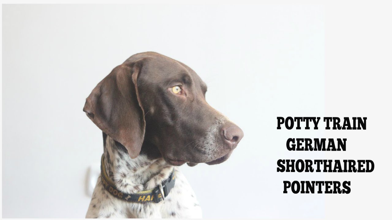 How To Easily House Train German Shorthaired Pointers YouTube