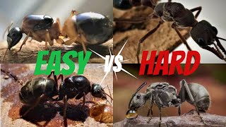 Easiest vs Hardest Ant Species to Keep