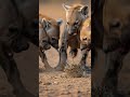 하이에나는 고슴도치로부터 무료로 귀 뚫기 100개를 받았습니다. #WILDLIFE #JACKAL #animallife