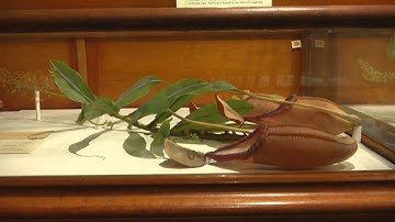 Visit the Glass Flowers Collection