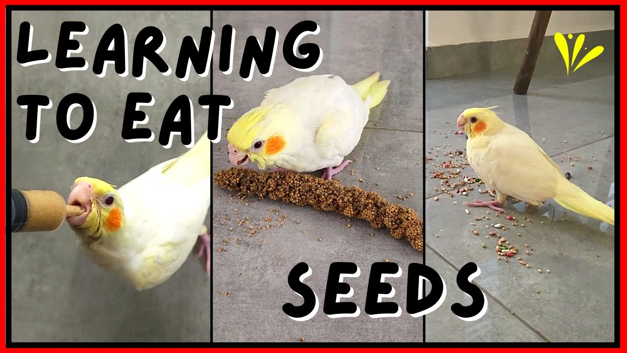 Cockatiel Learning To Eat Seeds Pearly The Birdie YouTube
