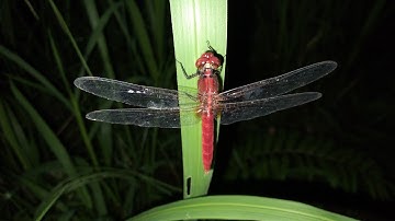 CHÚ chuồn chuồn màu đỏ