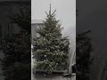 CHOINKI W DONICACH do ogrodu, cięte do domu :) Zapraszamy