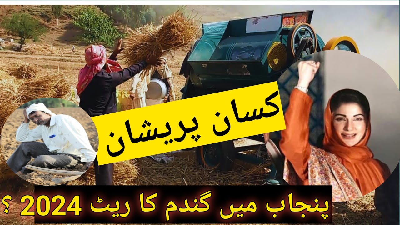 Wheat Price in Pakistan 2024 | Wheat Price in Punjab 2024 | Today wheat ...