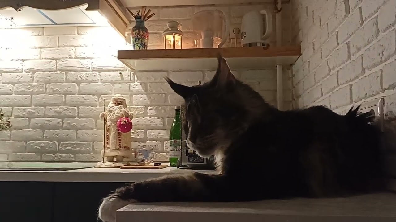 Лорди 🦁👑❤️ Гравитация