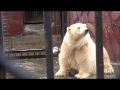 Amderma the polar bear feels relaxed in one Tuesday afternoon at Perm Zoo, Russia