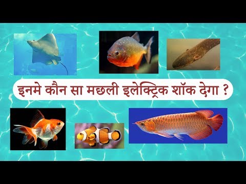 ScienceTV Hindi