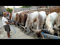 Kankrej cow Asshan burghari kankrej cow owner asshan burgari