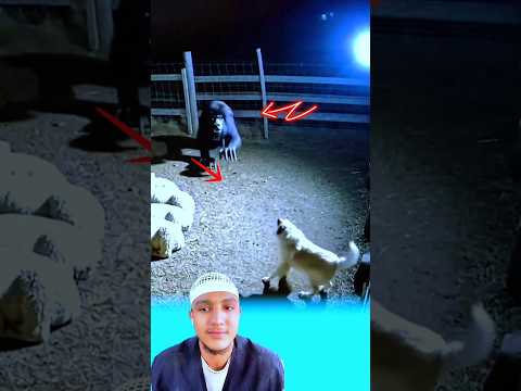 وفجأة يخرج هذا الوحش من زريبه الأغنام ويفاجأ الكلب لكن في الحقيقة الكلب شجاع حالات واتس عبارات