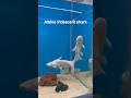 Albino Iridescent Shark #fish #underwater #white #albino #shark #creatures #babyshark #swimming