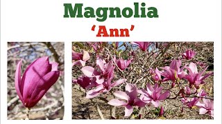 Download Lagu 🔴Magnolia 'ANN' Flowering Tree (Magnolia Liliiflora) ~ IN FULL BLOOM MP3