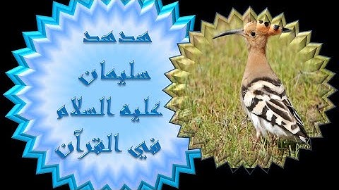 سورة النمل..  قصة سليمان عليه السلام مع الهدهد وملكة سبأ..  للقارئ المغربي ألياس الحجري
