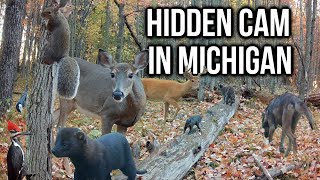 Download Lagu I Hid a Camera at a Secret Log in Michigan | Let's See What I Got! #wildlife MP3