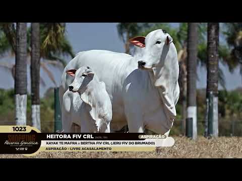 LOTE 1023   HEITORA FIV CRL   NCRL 791 zap