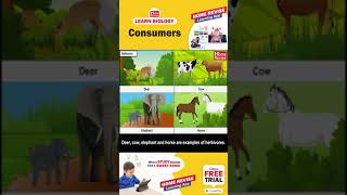 Types of Consumers | Consumers Carnivores Omnivores & Herbivores | Learn Biology with Home Revise