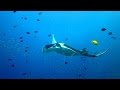 Fantastic Thailand, Mantaray, Diving, Tauchen, Manta, Ko Lanta